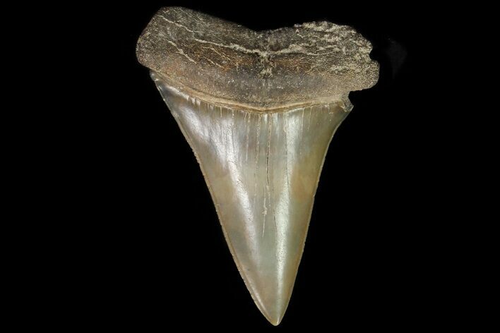 Fossil Mako Shark Tooth - Georgia #75010
